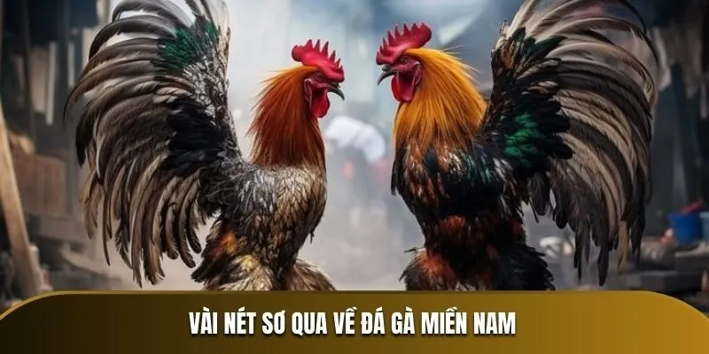 Tìm hiểu về đá gà miền Nam